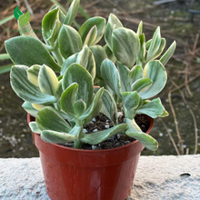 🌿 Variegated Jade Plant – Tri-Color Crassula Ovata | Rooted Live Succulent in 2'' Pot