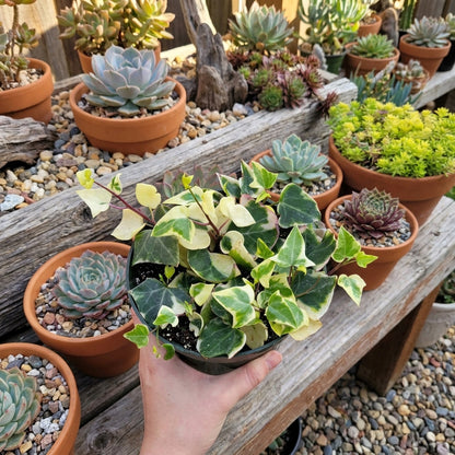 Senecio macroglossus Variegatus growing in a nursery pot
