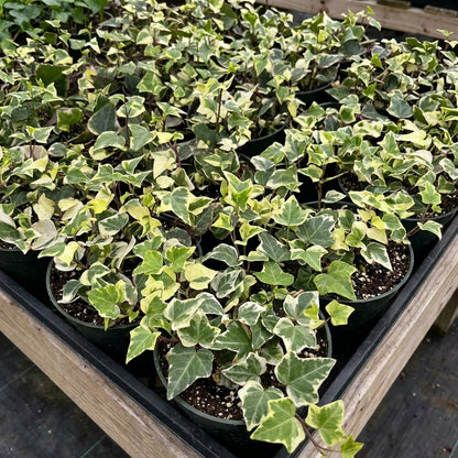 Trailing Variegated Wax Ivy live plant for a hanging planter