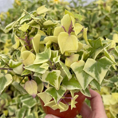 Variegated Wax Ivy live plant available in 4-inch and 6-inch pots