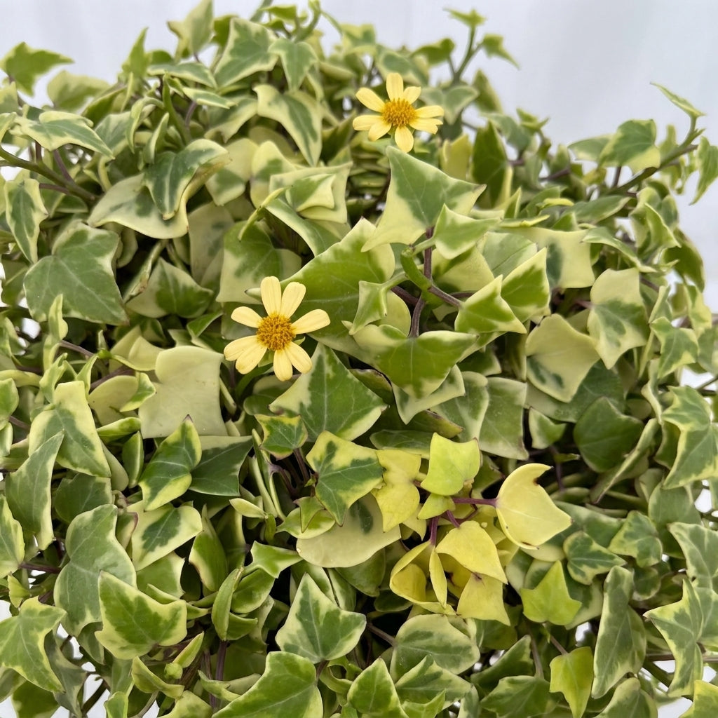 Cream and green foliage of Senecio macroglossus Variegatus