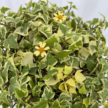 Cream and green foliage of Senecio macroglossus Variegatus