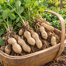 Freshly harvested Virginia Jumbo peanut plant with large pods attached