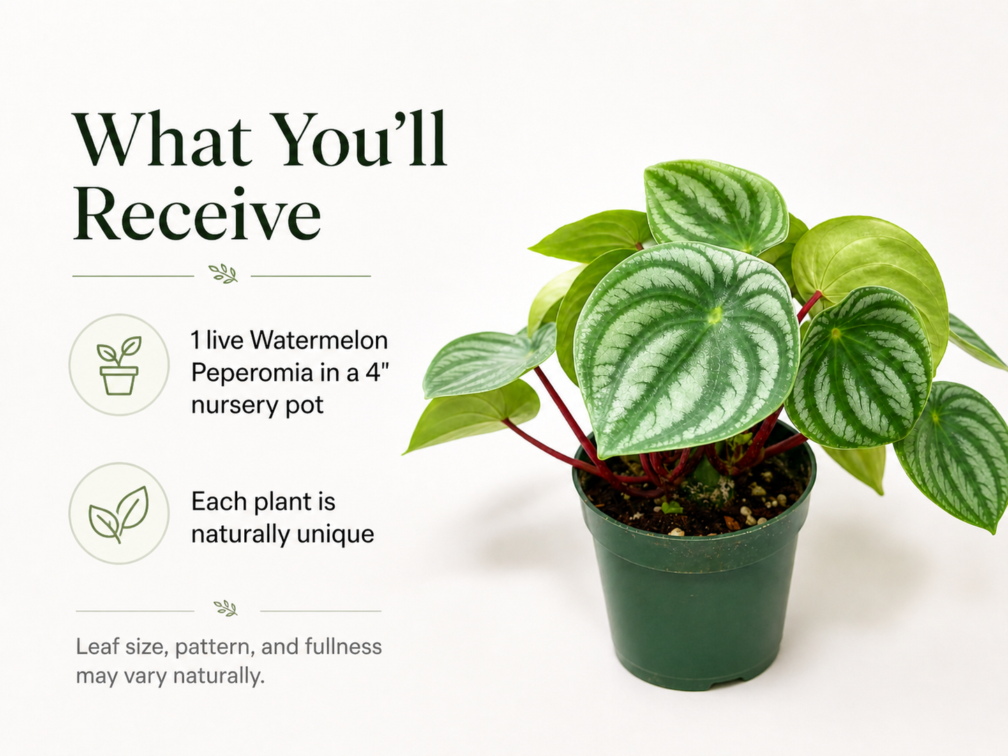 Peperomia argyreia indoor plant for home decor