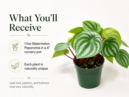Peperomia argyreia indoor plant for home decor