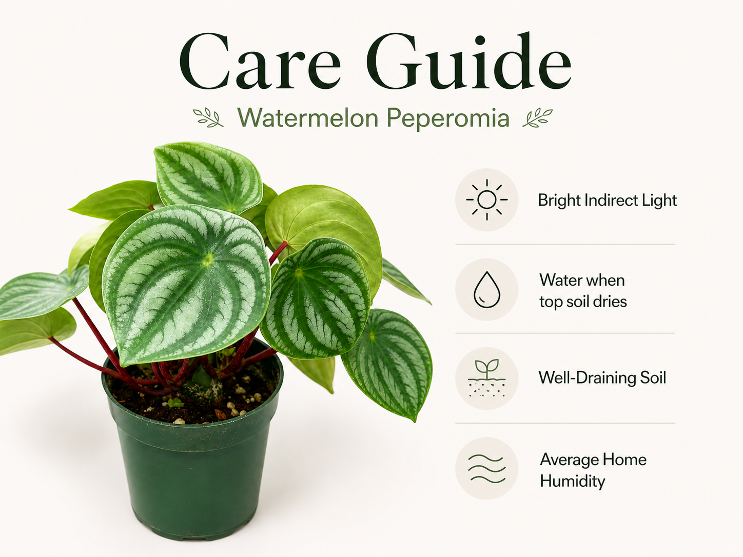 Compact striped leaf houseplant for desk or shelf