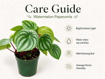 Compact striped leaf houseplant for desk or shelf