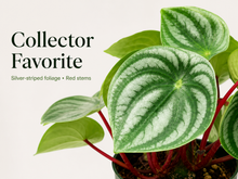 Watermelon Peperomia plant with silver and green striped leaves