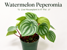 Watermelon Peperomia live houseplant in 4 inch pot