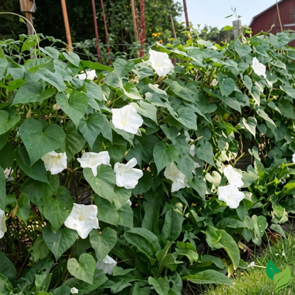 fragrant moonflower garden night plant