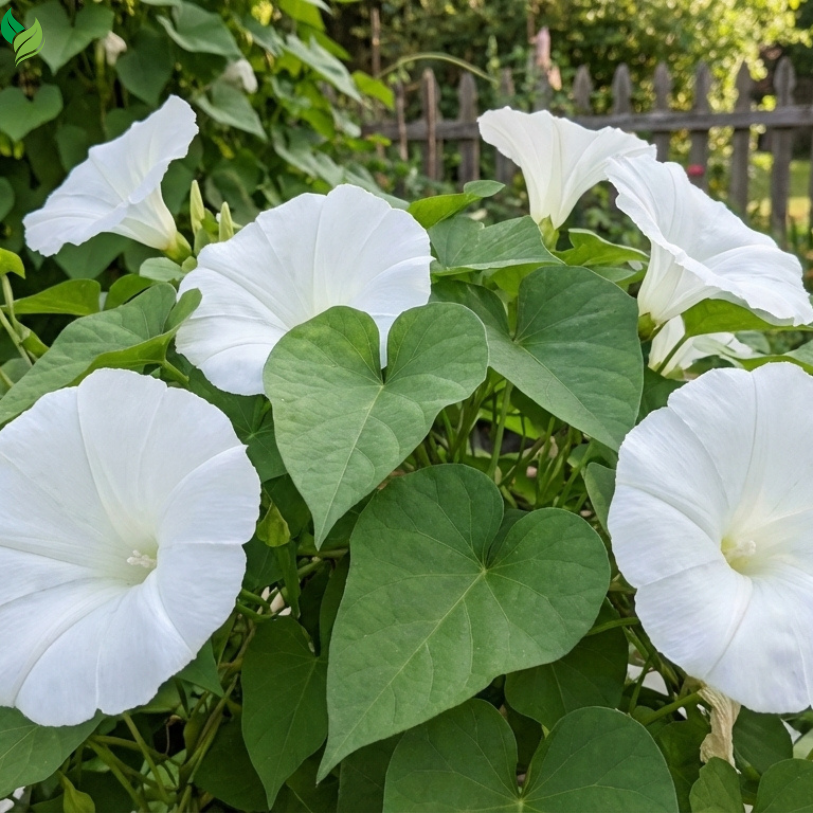 ipomoea alba white flower trellis
