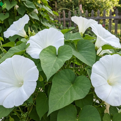ipomoea alba white flower trellis