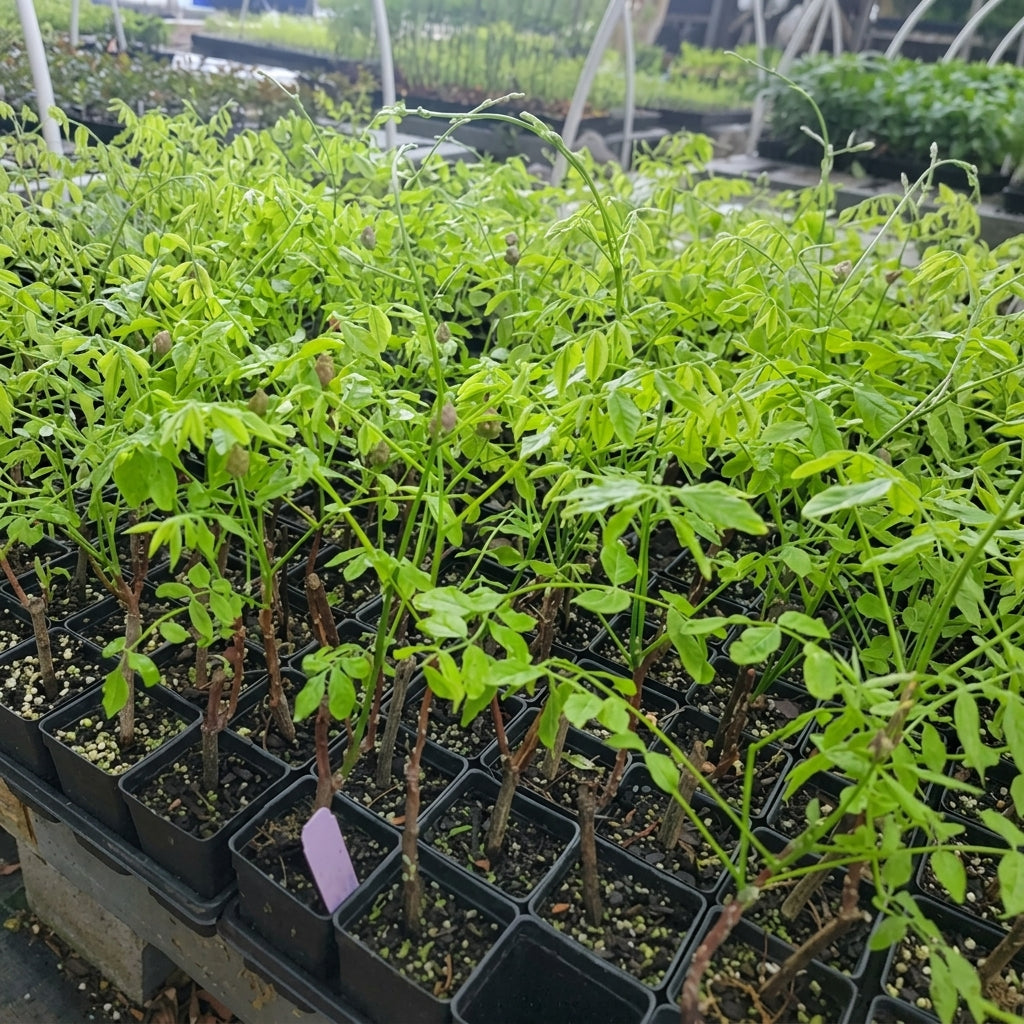 Wisteria Seeds, 10 Count or Plant