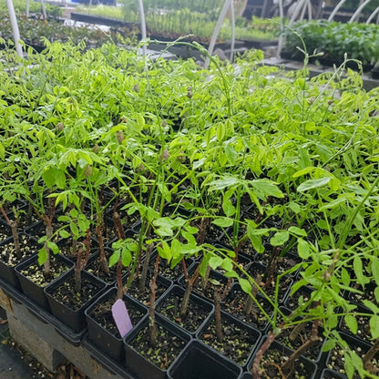 Wisteria Seeds, 10 Count or Plant