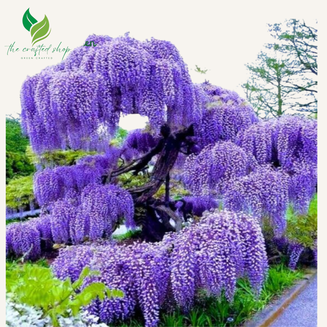 Wisteria Seeds for Planting – 10 Live Seeds – Flowering Tree