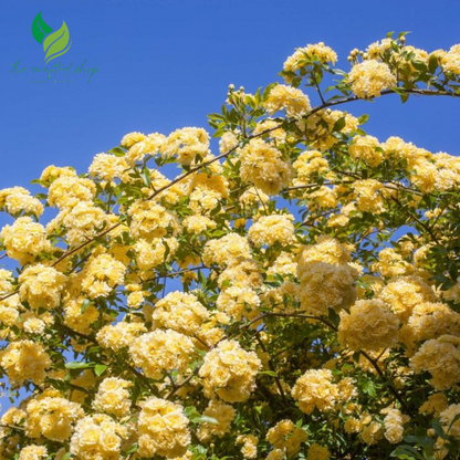 Yellow Lady Banks Climbing Rose – 1ft Tall Live Plant