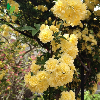 Yellow Lady Banks Climbing Rose – 1ft Tall Live Plant