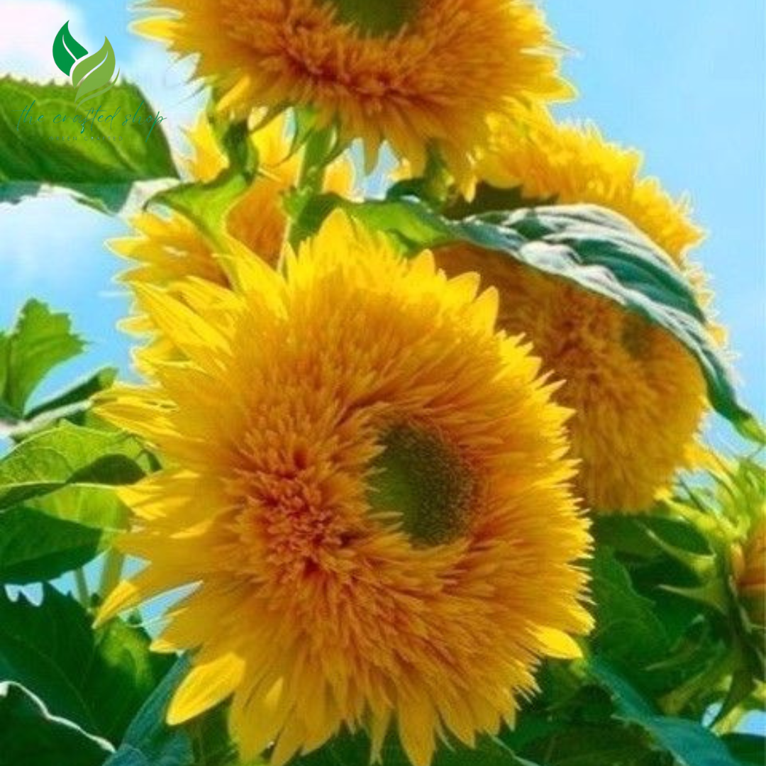 Yellow Teddy Bear Sunflower Seeds – 100 Seeds | Fluffy Double Blooms, Compact Growth, Pollinator-Friendly