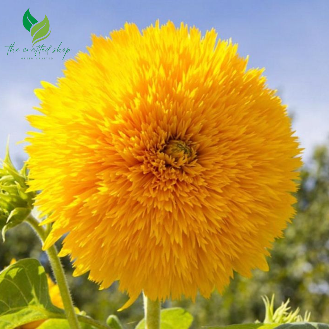 Yellow Teddy Bear Sunflower Seeds – 100 Seeds | Fluffy Double Blooms, Compact Growth, Pollinator-Friendly
