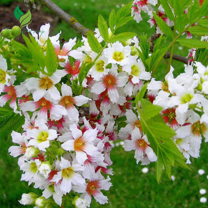 Yellowhorn Bush Seeds for Planting (10 Large Seeds) – Beautiful Flowering Tree