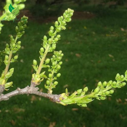 Yellowhorn Bush Seeds for Planting (10 Large Seeds) – Beautiful Flowering Tree