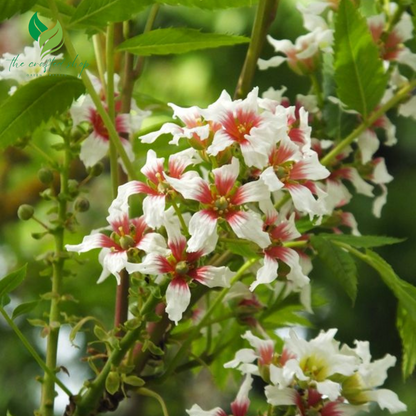 Yellowhorn Bush Seeds for Planting (10 Large Seeds) – Beautiful Flowering Tree