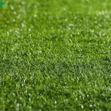 Zoysia Empire Grass Seeds Zoysia Grass Seeds 1/8lb