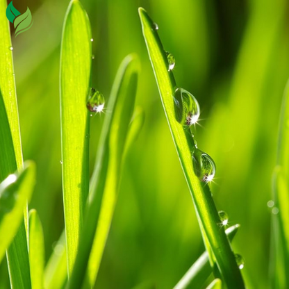 Zoysia Empire Grass Seeds Zoysia Grass Seeds 1/8lb