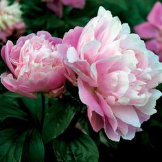 Mixed Peony Seeds for Planting - 100 Peony Seeds Non-GMO Heirloom Seeds