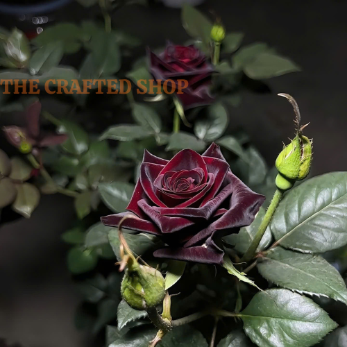 Packet containing 30 black rose seeds for planting