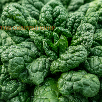 Close-up of curly green Bloomsdale spinach leaves filling the frame