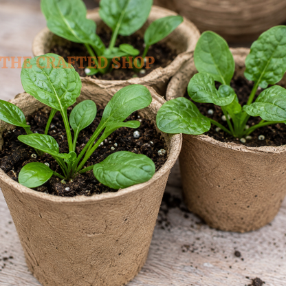 Young Bloomsdale spinach seedlings growing in brown paper starter pots