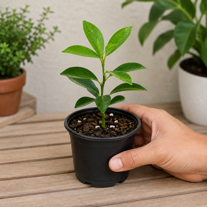 Young calamondin live plant for a home garden