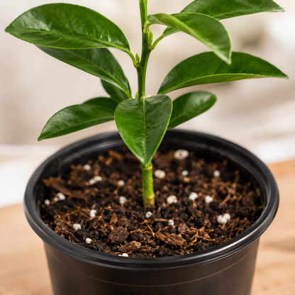 Green leaves on a young calamondin citrus tree