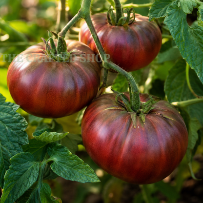 Three ripe Cherokee Purple heirloom tomatoes on the vine with green leaves