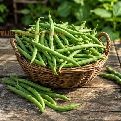 Basket of freshly harvested Contender bush beans on a wooden table