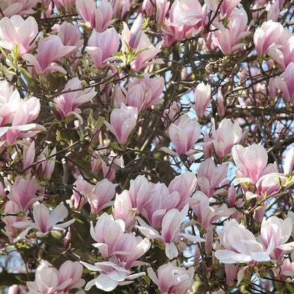 Saucer' Magnolia Soulangeana Live Tree 6"-12" in Height in 2.5 Inc Pot