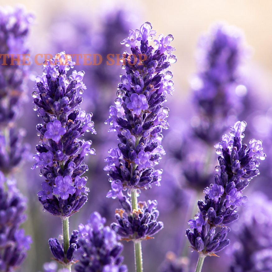 Close-up of purple English lavender flower spikes against a softly blurred background