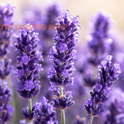 Close-up of purple English lavender flower spikes against a softly blurred background