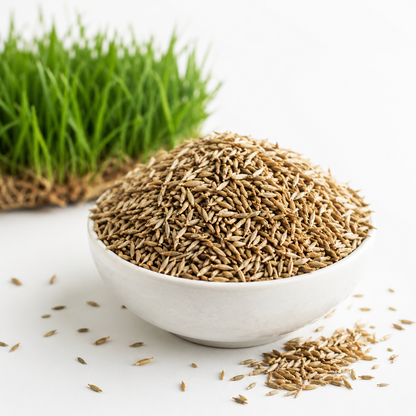 Fresh green lawn grown from perennial ryegrass seeds