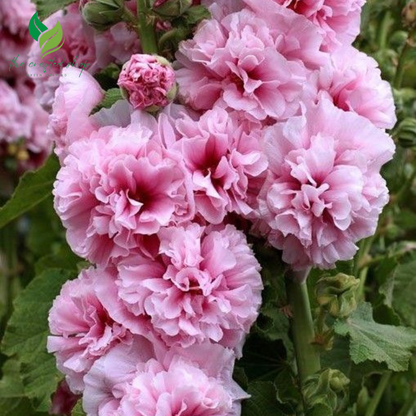 200+ Hollyhock Seeds – Tall, Colorful Cottage Garden Flowers for Classic Summer Beauty