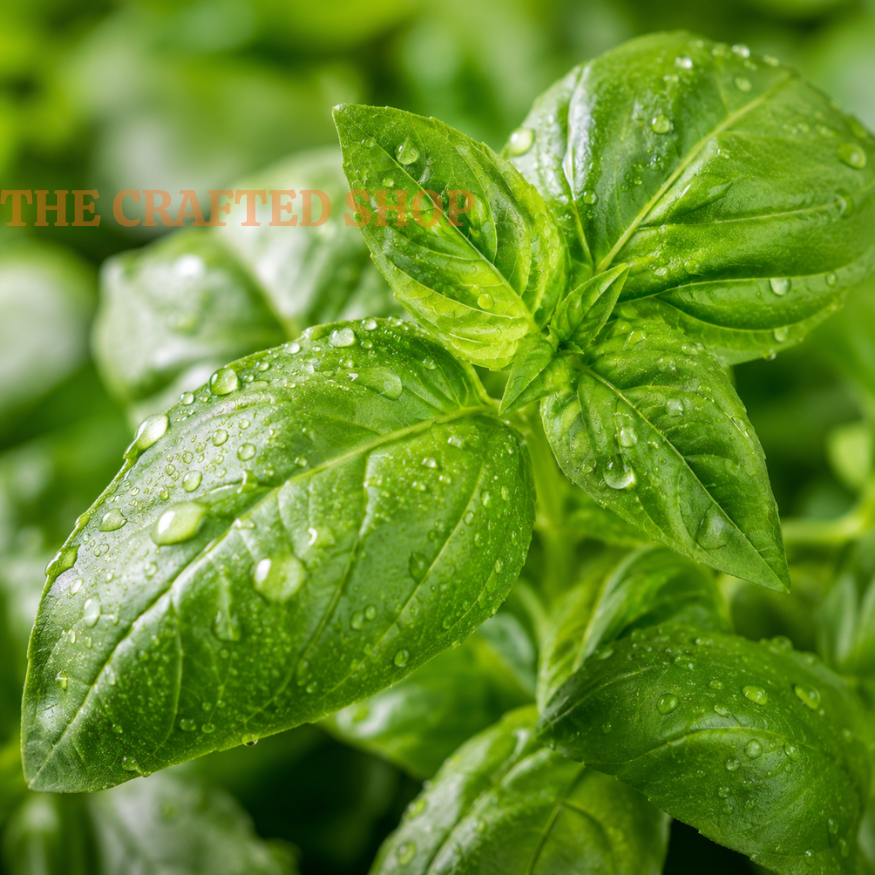 Fresh Italian Large Leaf basil leaves covered with water droplets