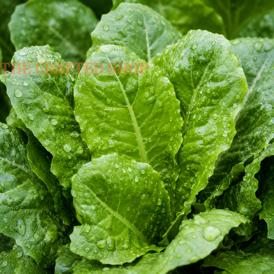 Fresh Parris Island romaine lettuce leaves with water droplets