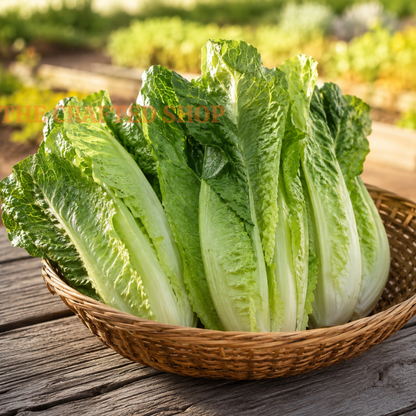 Fresh green Parris Island romaine lettuce leaves in a wicker basket