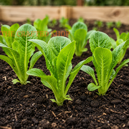 Parris Island romaine lettuce plants growing in a raised garden bed