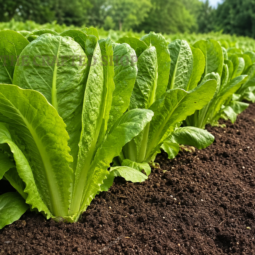Parris Island romaine lettuce plants growing in a sunny garden row