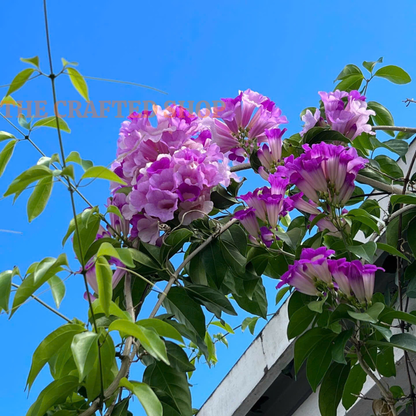 Mature Purple Garlic Vine covered with lavender-purple flowers