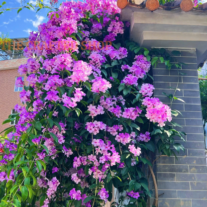 Purple Garlic Vine live plant in a 4-inch nursery pot