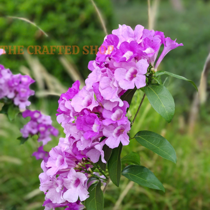 Tropical flowering climbing vine