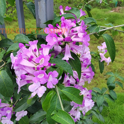 Close-up of Purple Garlic Vine trumpet-shaped flowers
